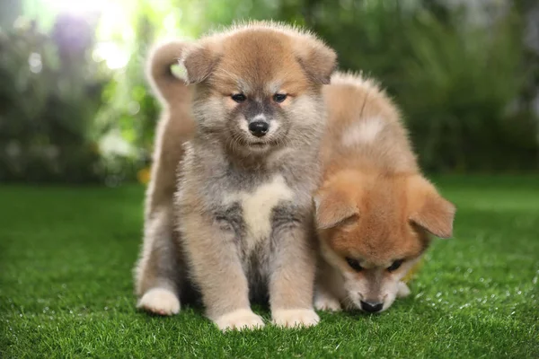 Bedårande Akita Inu Valpar Grönt Gräs Utomhus — Stockfoto