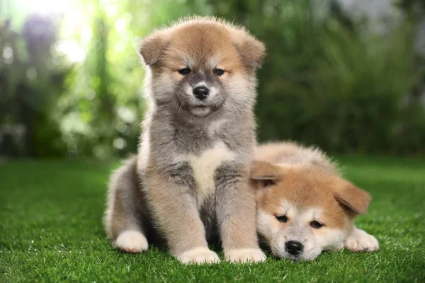 Adorable Akita Inu Cachorros Hierba Verde Aire Libre —  Fotos de Stock