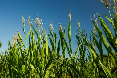Güneşli bir günde güzel bir mısır tarlası manzarası
