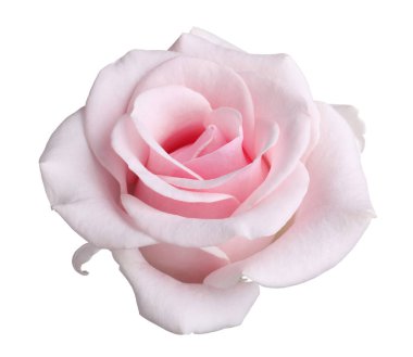 Çiçek açan pembe gül beyazda izole edilmiş. Güzel çiçek.