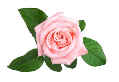 Çiçek açan pembe gül beyazda izole edilmiş. Güzel çiçek.
