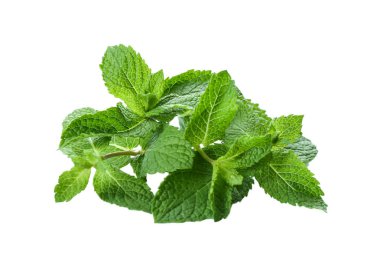 Beyaz arkaplanda taze nane yaprakları