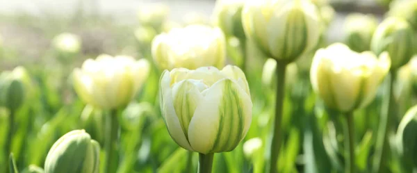 Красивые Цветущие Тюльпаны Открытом Воздухе Солнечный День Горизонтальный Дизайн Баннера — стоковое фото