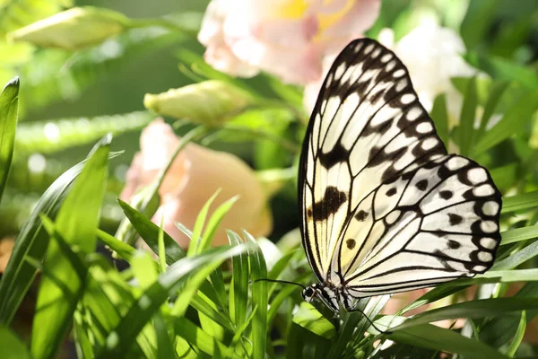 Beau Papillon Papier Riz Sur Plante Verte Dans Jardin — Photo