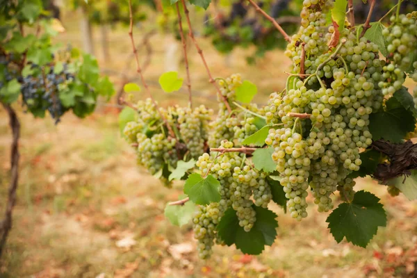 Cambada Uvas Maduras Suculentas Ramo Vinha — Fotografia de Stock