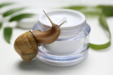 Snail and jar with cream on white background, closeup clipart