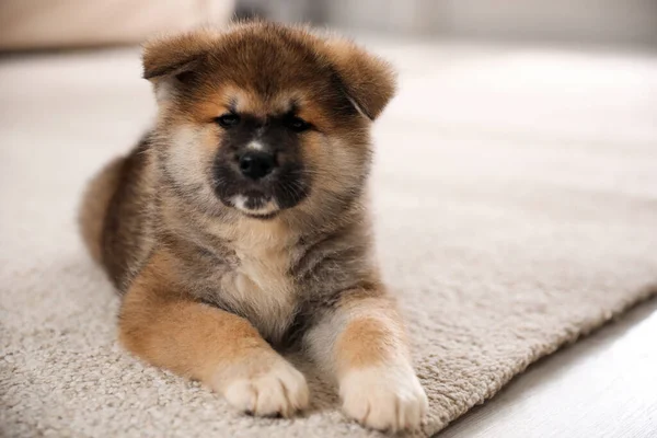 Schattige Akita Inu Puppy Tapijt Binnen — Stockfoto