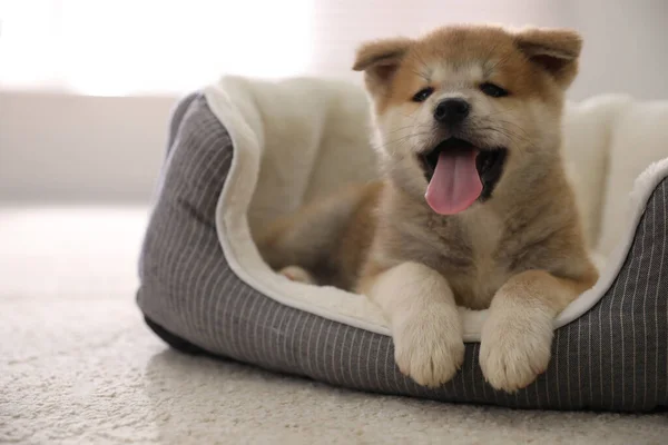 Schattige Akita Inu Pup Hondenbed Binnen — Stockfoto