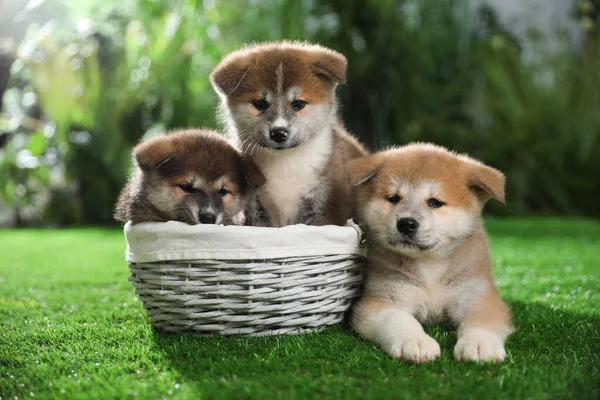 Söta Akita Inu Valpar Grönt Gräs Utomhus — Stockfoto