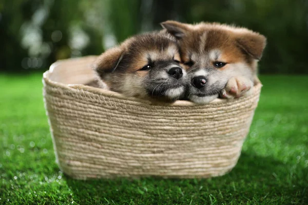 Niedliche Akita Inu Welpen Korb Auf Grünem Gras Freien — Stockfoto