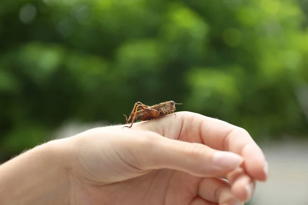 Žena Brown Grasshopper Outdoors Close View — Stock fotografie
