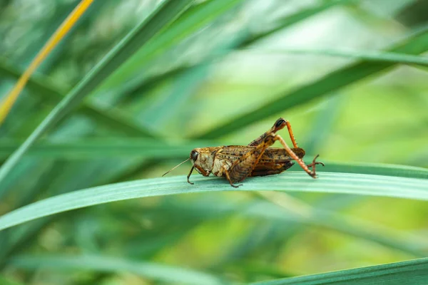 Grasshopper Sentado Sobre Hierba Verde Jardín — Foto de Stock
