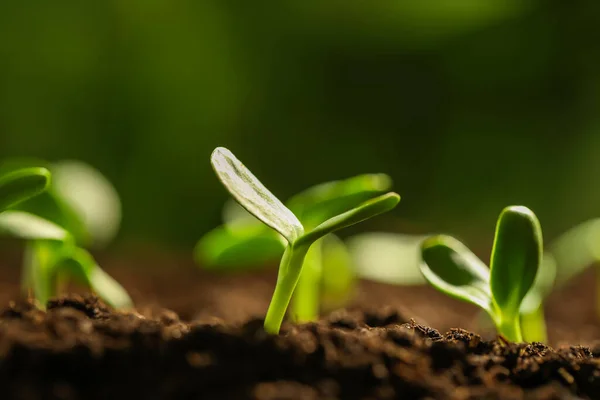 Kleine Grüne Sämlinge Die Der Erde Wachsen Nahaufnahme — Stockfoto