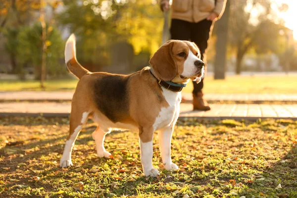 Férfi Séta Aranyos Beagle Kutya Őszi Parkban — Stock Fotó