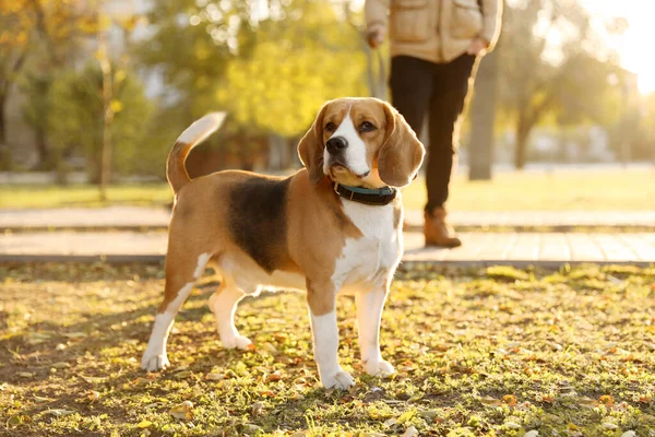 Man Walking His Cute Beagle Dog Autumn Park — Stock Photo, Image