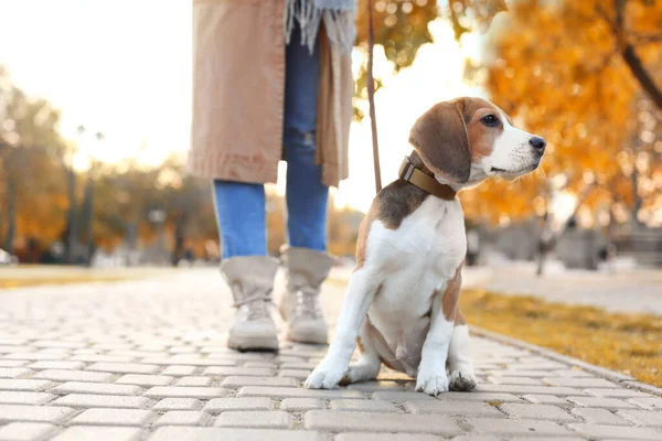 Woman Walking Her Cute Beagle Dog Park Autumn Day — Stock Photo, Image