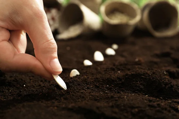 Mulher Plantando Sementes Abóbora Solo Fértil Close Produtos Hortícolas Crescimento — Fotografia de Stock