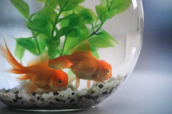 Beautiful Bright Goldfish Aquarium Table Close Seup — стоковое фото