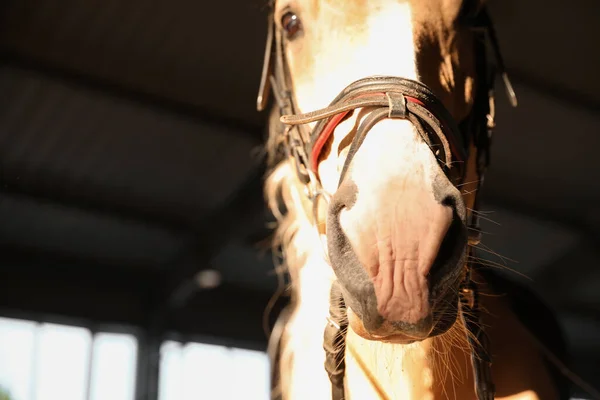 Detailní Pohled Koně Uzdou Stáji Krásné Zvíře — Stock fotografie