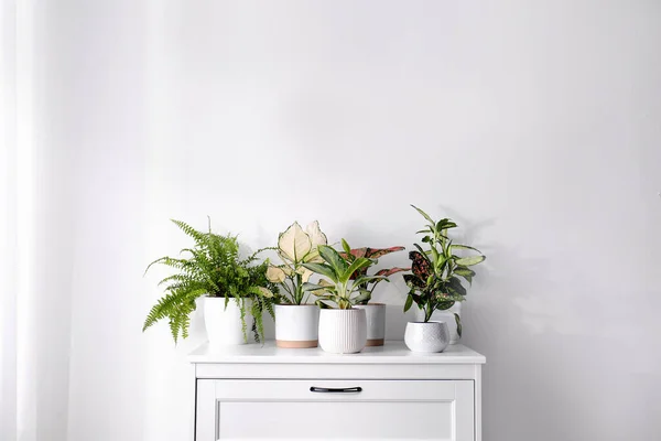 Plantes Intérieur Exotiques Avec Belles Feuilles Sur Commode Maison — Photo