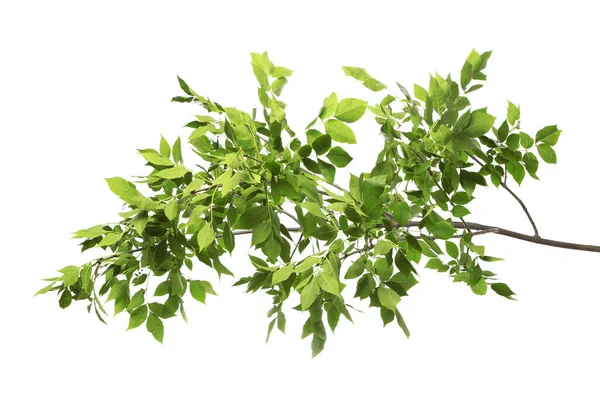 Hermosas Ramas Árbol Con Hojas Verdes Sobre Fondo Blanco — Foto de Stock