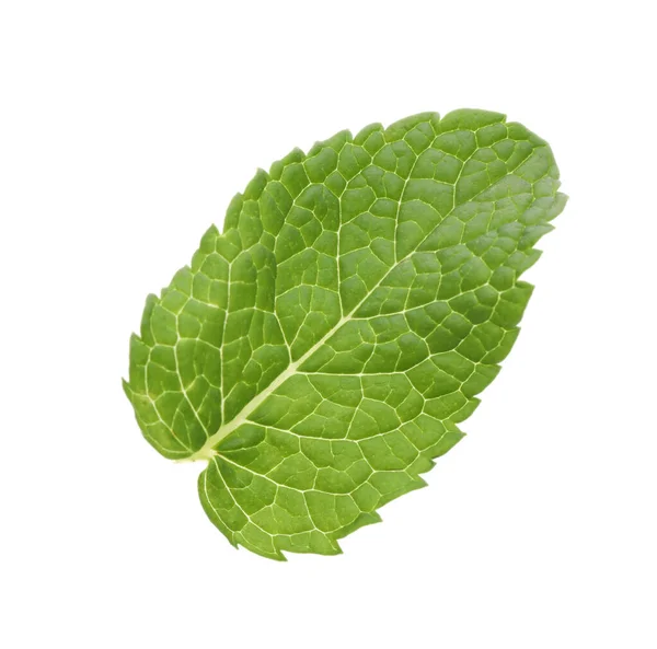 Foglia Menta Verde Fresca Isolata Bianco — Foto Stock