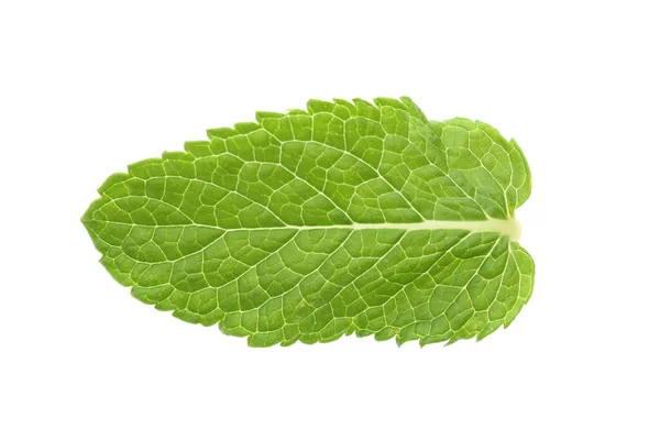 Foglia Menta Verde Fresca Isolata Bianco — Foto Stock