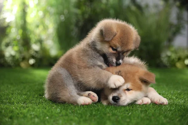 Entzückende Akita Inu Welpen Auf Grünem Gras Freien — Stockfoto