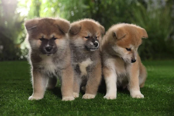 Bedårande Akita Inu Valpar Grönt Gräs Utomhus — Stockfoto