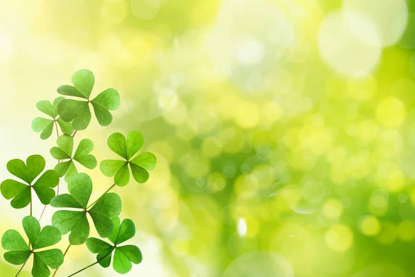 Färska Klöverblad Grön Bakgrund Utrymme För Text Patrick Day Firande — Stockfoto