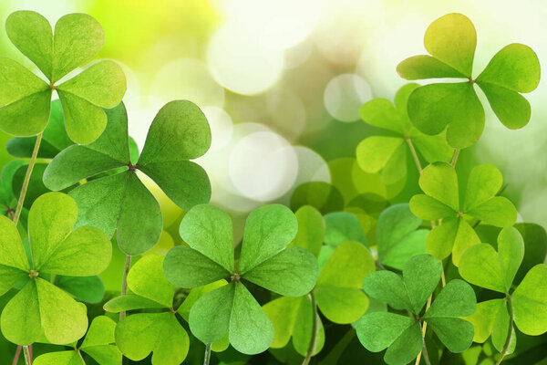 Свежие листья клевера на зеленом фоне. Празднование Дня Святого Патрика