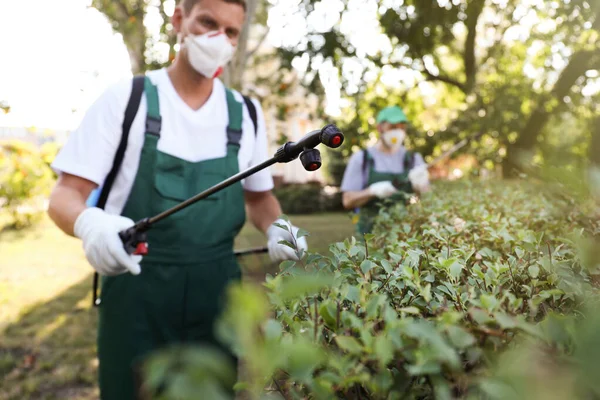 Trabalhadores Que Pulverizam Pesticidas Arbustos Verdes Livre Controlo Pragas — Fotografia de Stock