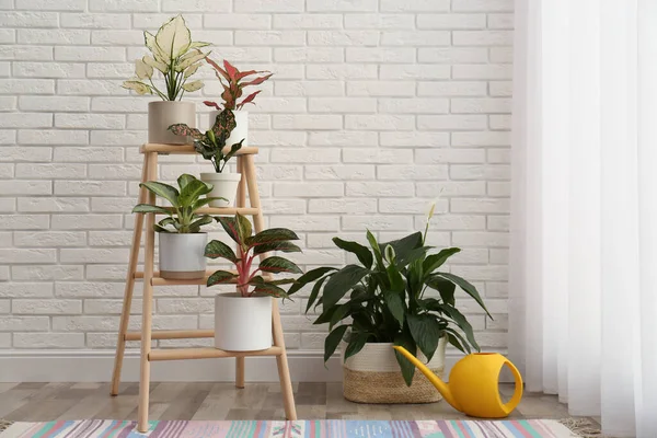 Exotic houseplants with beautiful leaves and decorative ladder near white brick wall in room