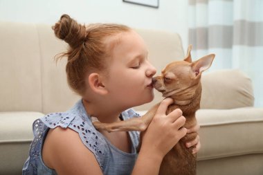 Evde Chihuahua köpeği olan şirin bir çocuk. Sevimli hayvan.