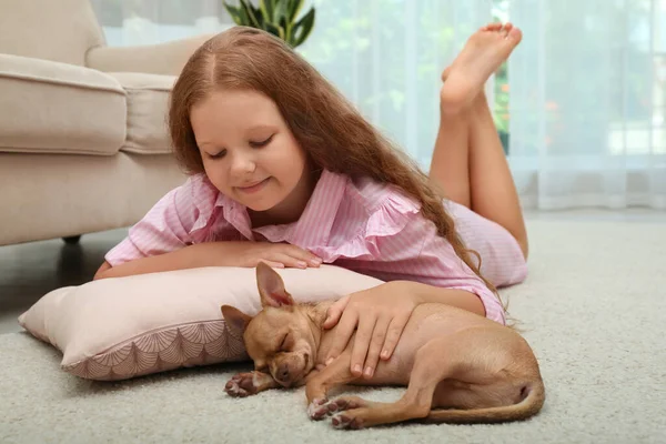 かわいい子と自宅で彼女のChihuahua犬 愛らしいペット — ストック写真