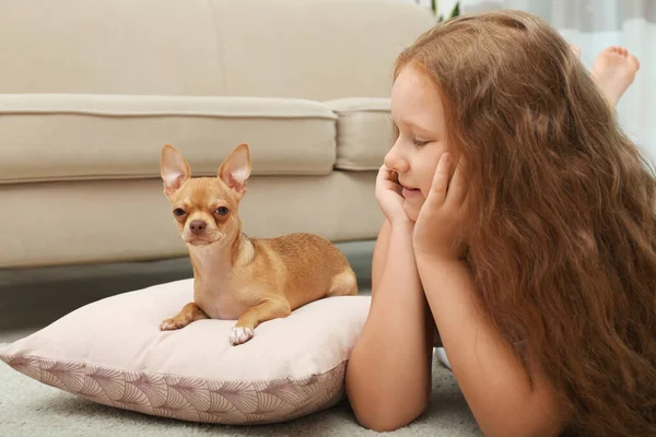 自宅で彼女のChihuahua犬とかわいい子 愛らしいペット — ストック写真