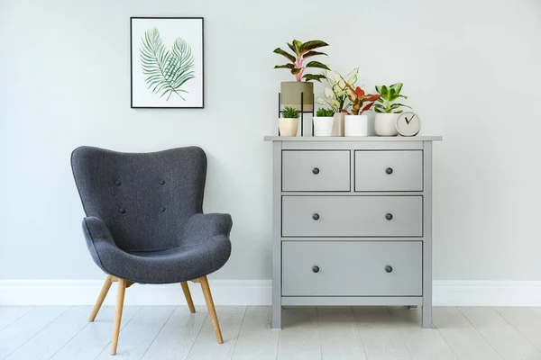 Différentes Plantes Intérieur Sur Commode Près Mur Gris Clair — Photo