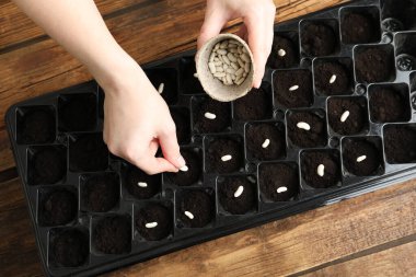 Ahşap masadaki verimli toprağa fasulye eken kadın, yakın plan. Sebze tohumları