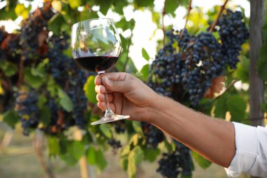 Güneşli bir günde bağda elinde şarap kadehi tutan adam, yakın plan.