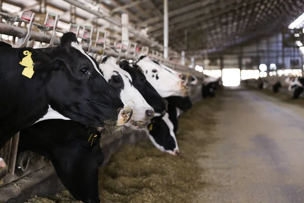 Vacas Bonitas Perto Cerca Fazenda Espaço Para Texto Criação Animais — Fotografia de Stock