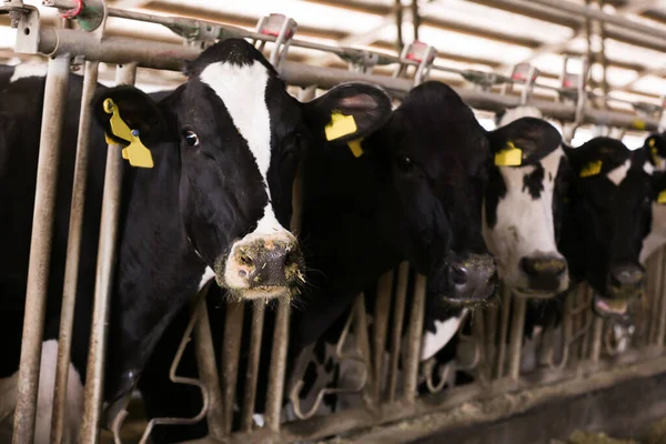 Hübsche Kühe Der Nähe Von Zaun Auf Bauernhof Nahaufnahme Tierhaltung — Stockfoto