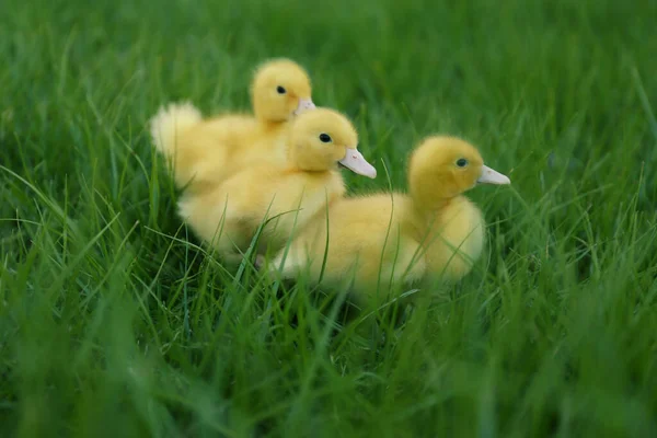 Lindos Goslings Esponjosos Hierba Verde Aire Libre Animales Granja — Foto de Stock