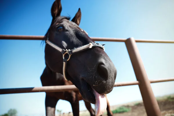 Cavalo Escuro Cerca Livre Dia Ensolarado Close Belo Animal Estimação — Fotografia de Stock