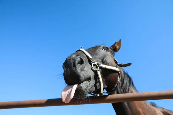 Cavalo Escuro Cerca Livre Dia Ensolarado Close Belo Animal Estimação — Fotografia de Stock