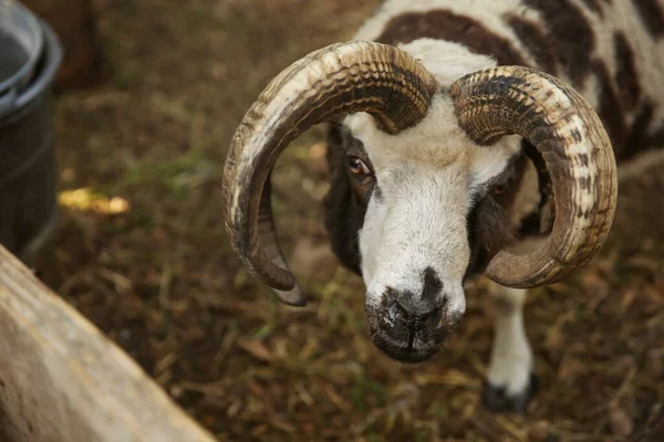 Linda Ovelha Manx Loaghtan Quintal Animais Exploração — Fotografia de Stock