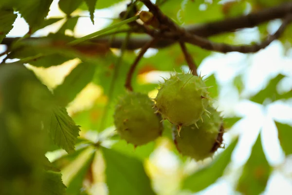 Castañas Caballo Que Crecen Árbol Aire Libre Primer Plano — Foto de Stock