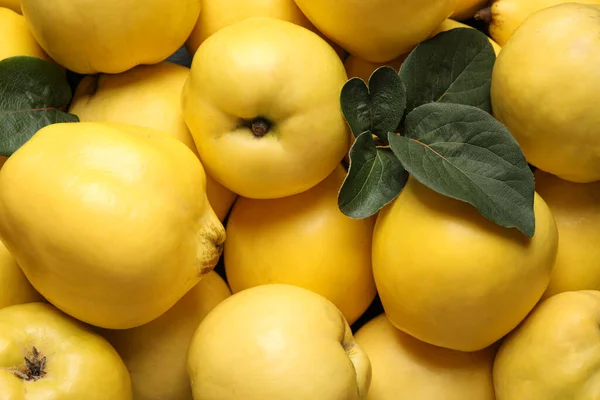 Quinces Biologiques Frais Mûrs Avec Des Feuilles Comme Fond Gros — Photo