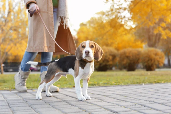 Woman Walking Her Cute Beagle Dog Park Autumn Day — Stock Photo, Image