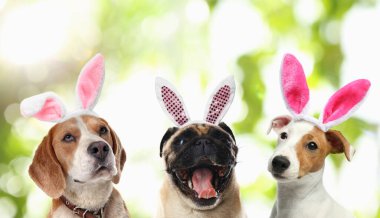 Tavşan kulaklı şirin köpekler, açık havada saç bantları, kolaj. Mutlu Paskalyalar