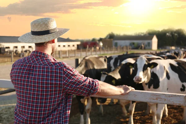 Trabajador Parado Cerca Del Corral Vacas Granja Cría Animales — Foto de Stock